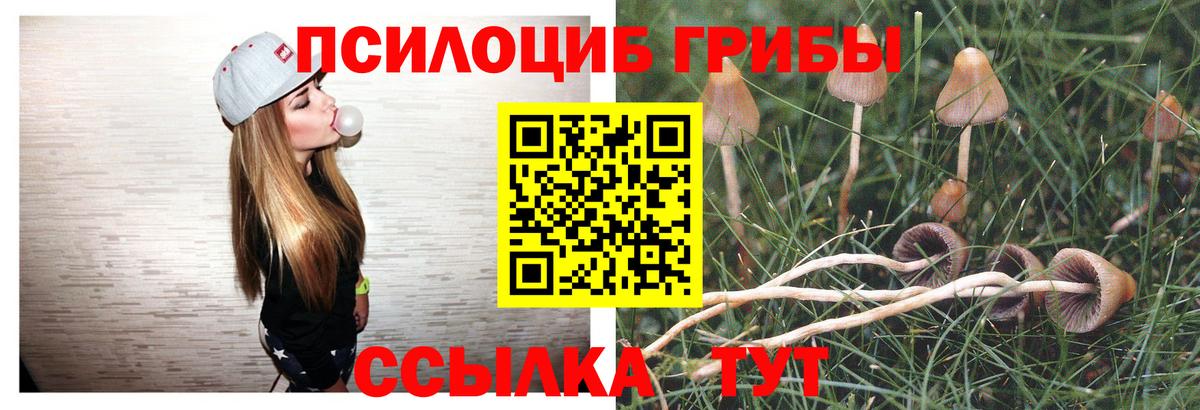 Галлюциногенные грибы Psilocybine cubensis Копейск